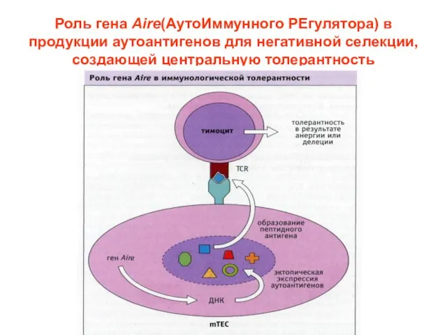 Роль гена Aire(АутоИммунного РЕгулятора) в продукции аутоантигенов для негативной селекции, создающей центральную толерантность