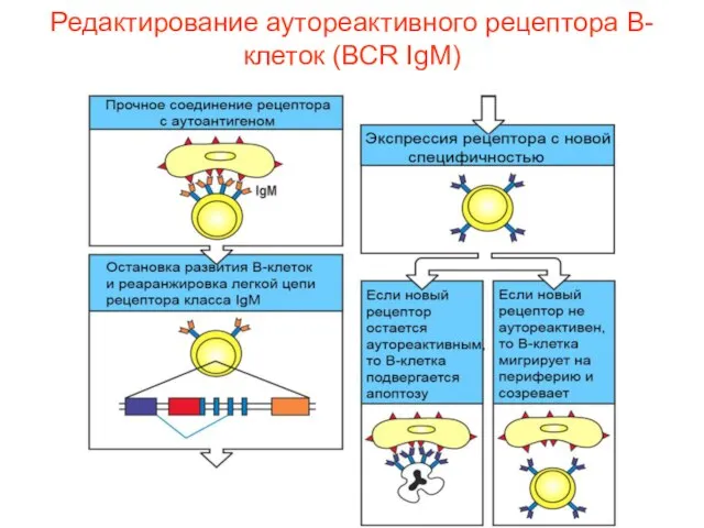 Редактирование аутореактивного рецептора В-клеток (ВСR IgM)