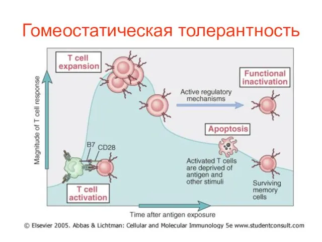 Гомеостатическая толерантность