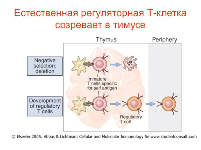 Естественная регуляторная Т-клетка созревает в тимусе