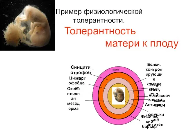 Пример физиологической толерантности. Толерантность матери к плоду