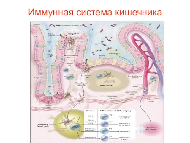 Иммунная система кишечника