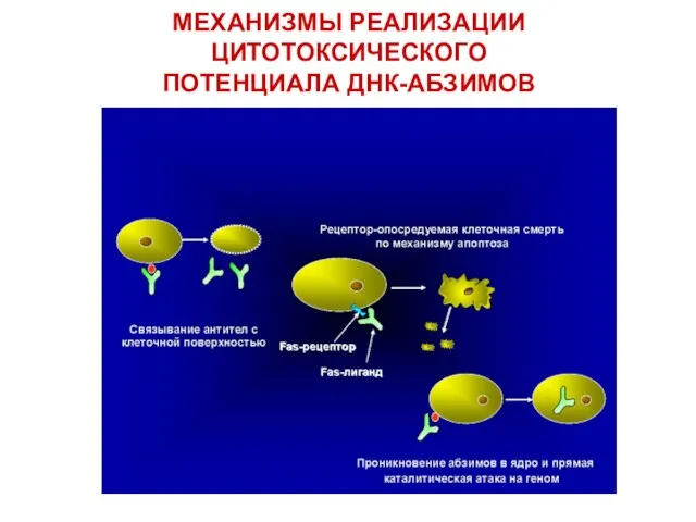 МЕХАНИЗМЫ РЕАЛИЗАЦИИ ЦИТОТОКСИЧЕСКОГО ПОТЕНЦИАЛА ДНК-АБЗИМОВ