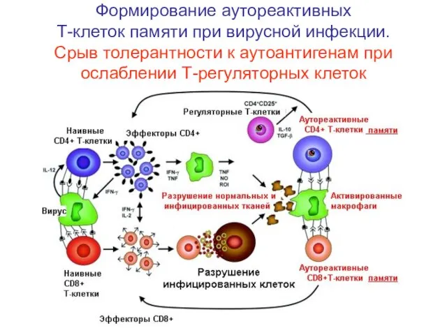 Формирование аутореактивных Т-клеток памяти при вирусной инфекции. Срыв толерантности к аутоантигенам при ослаблении Т-регуляторных клеток