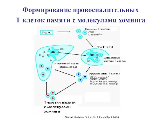 Формирование провоспалительных Т клеток памяти с молекулами хоминга