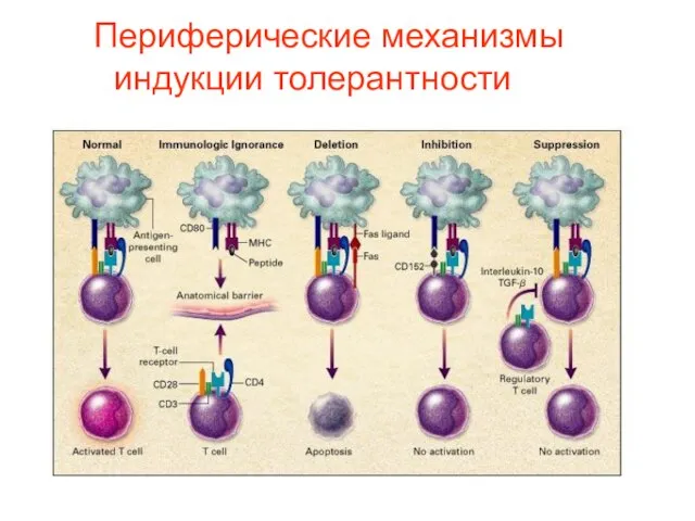 Peripheral Mechanisms of the Induction of Tolerance. T cells that are physically