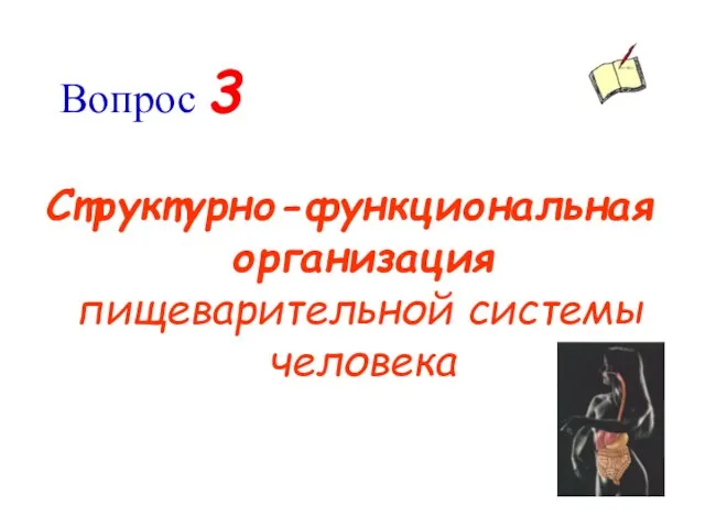 Вопрос 3 Структурно-функциональная организация пищеварительной системы человека