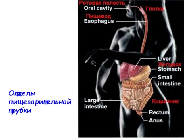 Отделы пищеварительной трубки