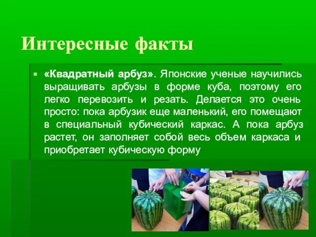 Интересные факты «Квадратный арбуз». Японские ученые научились выращивать арбузы в форме куба,