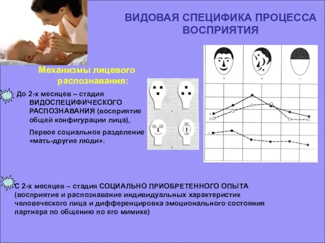 ВИДОВАЯ СПЕЦИФИКА ПРОЦЕССА ВОСПРИЯТИЯ Механизмы лицевого распознавания: До 2-х месяцев – стадия