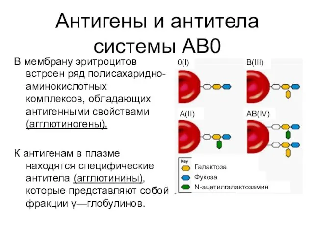 Антигены и антитела системы АВ0 В мембрану эритроцитов встроен ряд полисахаридно-аминокислотных комплексов,