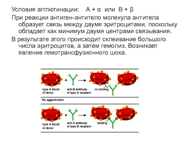 Условия агглютинации: А + α или В + β При реакции антиген-антитело