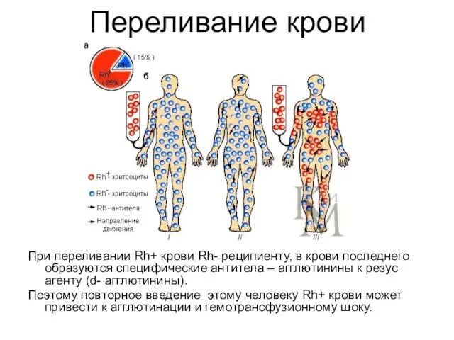 Переливание крови При переливании Rh+ крови Rh- реципиенту, в крови последнего образуются