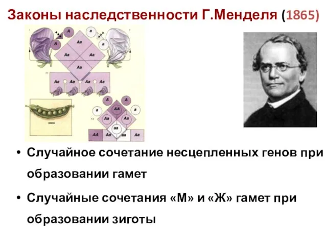 Законы наследственности Г.Менделя (1865) Случайное сочетание несцепленных генов при образовании гамет Случайные