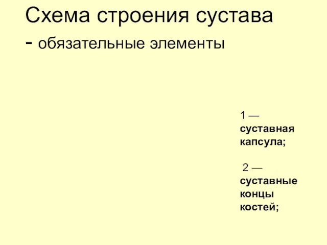 Схема строения сустава - обязательные элементы 1 — суставная капсула; 2 —суставные концы костей;