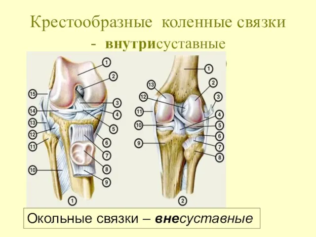 Крестообразные коленные связки - внутрисуставные (внутрикапсульные) Окольные связки – внесуставные