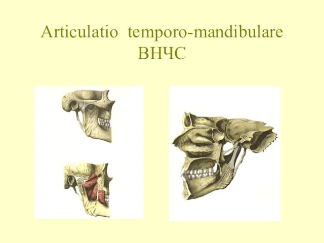 Articulatio temporo-mandibulare ВНЧС