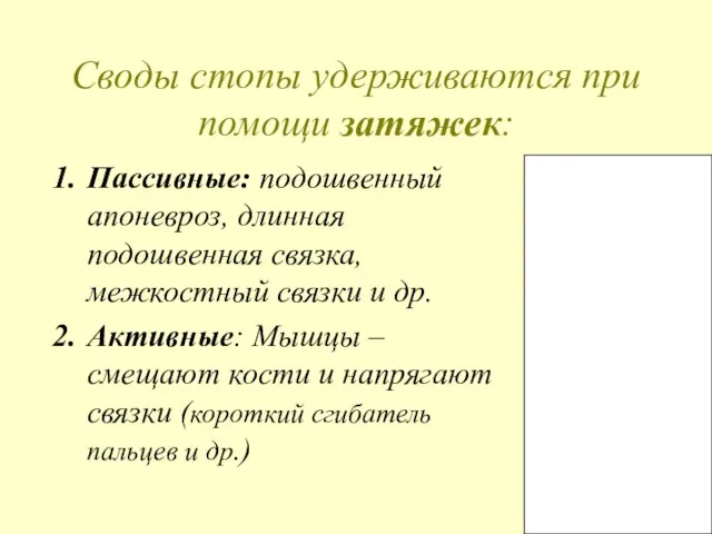 Своды стопы удерживаются при помощи затяжек: Пассивные: подошвенный апоневроз, длинная подошвенная связка,