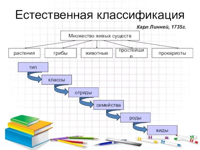 Естественная классификация Карл Линней, 1735г.