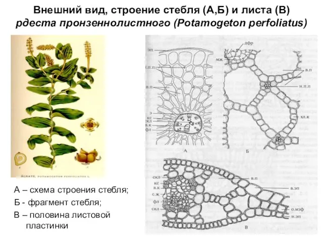 Внешний вид, строение стебля (А,Б) и листа (В) рдеста пронзеннолистного (Potamogeton perfoliatus)