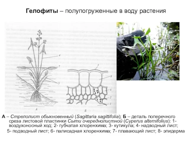 Гелофиты – полупогруженные в воду растения А – Стрелолист обыкновенный (Sagittaria sagittifolia);