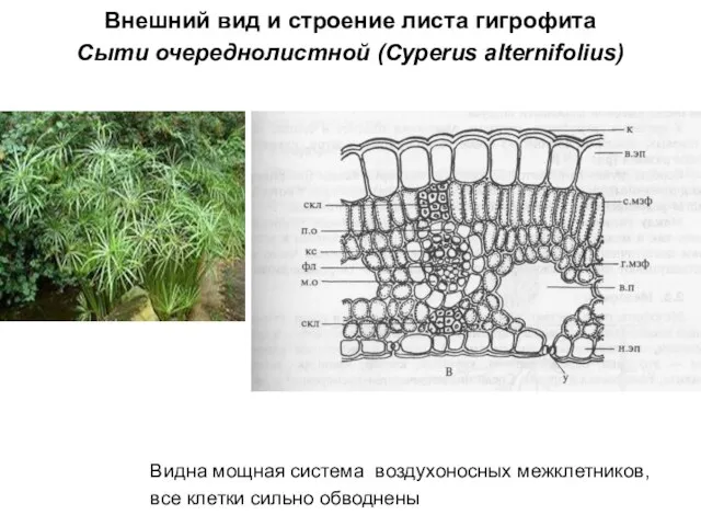 Внешний вид и строение листа гигрофита Сыти очереднолистной (Cyperus alternifolius) Видна мощная