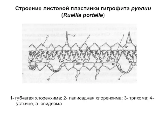 Строение листовой пластинки гигрофита руелии (Ruellia portelle) 1- губчатая хлоренхима; 2- палисадная