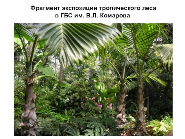 Фрагмент экспозиции тропического леса в ГБС им. В.Л. Комарова