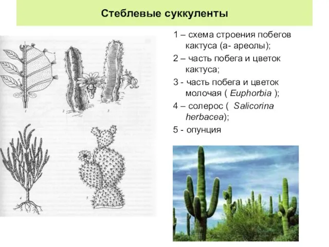 Стеблевые суккуленты 1 – схема строения побегов кактуса (а- ареолы); 2 –