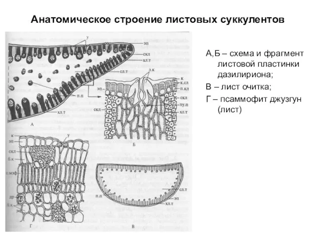 Анатомическое строение листовых суккулентов А,Б – схема и фрагмент листовой пластинки дазилириона;