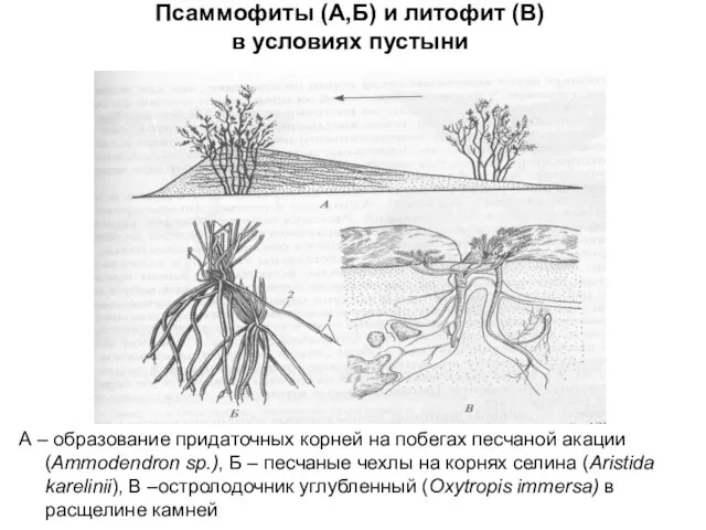 Псаммофиты (А,Б) и литофит (В) в условиях пустыни А – образование придаточных