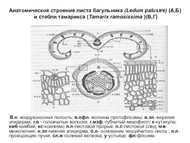 Анатомическое строение листа багульника (Ledum palustre) (А,Б) и стебля тамарикса (Tamarix ramosissima
