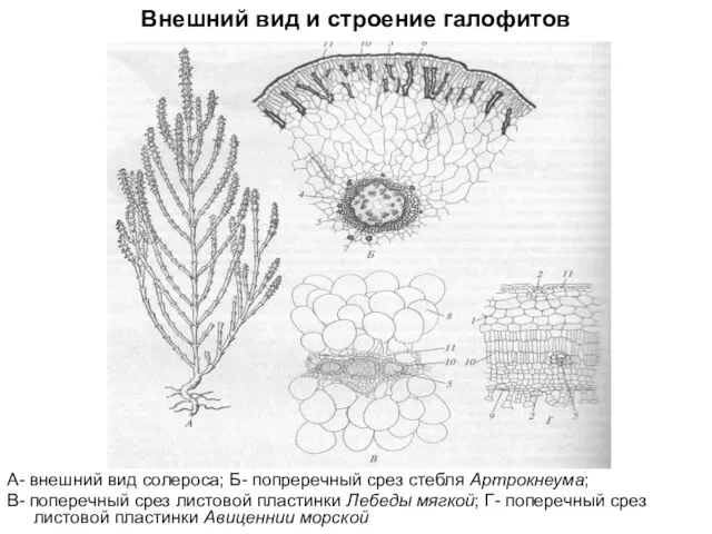 Внешний вид и строение галофитов А- внешний вид солероса; Б- попреречный срез