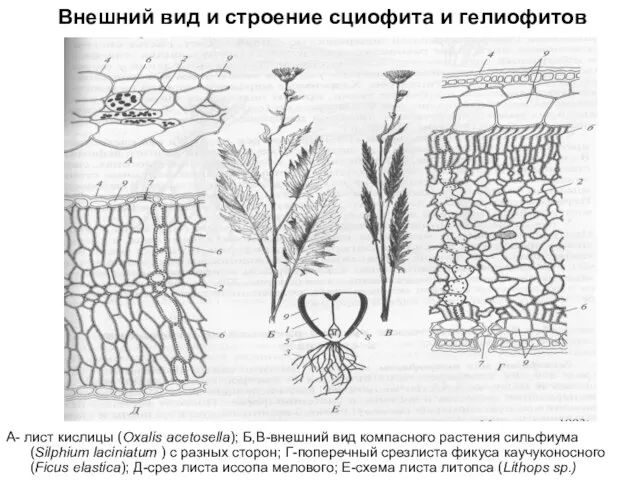 Внешний вид и строение сциофита и гелиофитов А- лист кислицы (Oxalis acetosella);