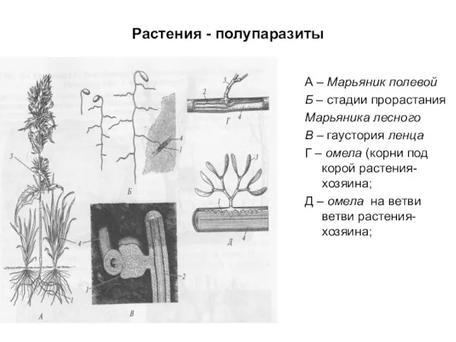 Растения - полупаразиты А – Марьяник полевой Б – стадии прорастания Марьяника