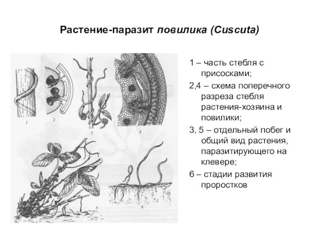 Растение-паразит повилика (Cuscuta) 1 – часть стебля с присосками; 2,4 – схема
