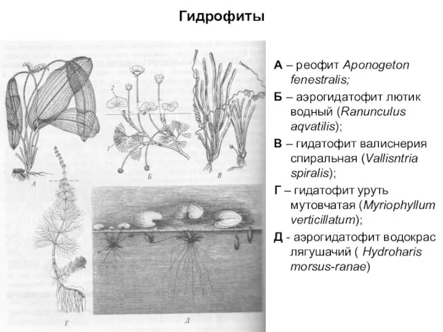 Гидрофиты А – реофит Aponogeton fenestralis; Б – аэрогидатофит лютик водный (Ranunculus