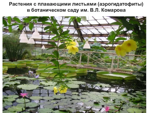 Растения с плавающими листьями (аэрогидатофиты) в ботаническом саду им. В.Л. Комарова