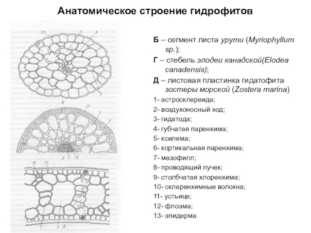 Анатомическое строение гидрофитов Б – сегмент листа урути (Myriophyllum sp.); Г –