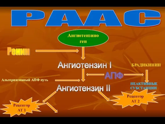 РААС Ангиотензиноген Ренин Ангиотензин I Ангиотензин II Рецептор АТ 1 Рецептор АТ