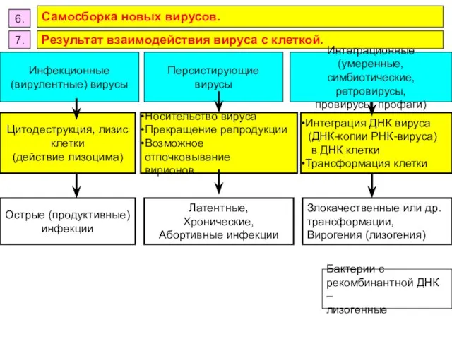 Результат взаимодействия вируса с клеткой. 6. Самосборка новых вирусов. 7. Цитодеструкция, лизис