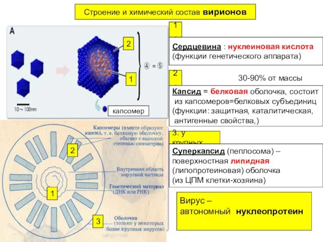 Строение и химический состав вирионов 1 1. Сердцевина : нуклеиновая кислота (функции