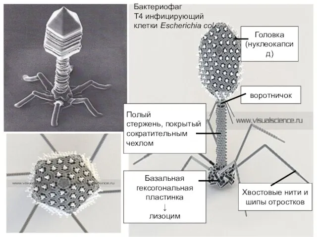 Головка (нуклеокапсид) воротничок Полый стержень, покрытый сократительным чехлом Базальная гексогональная пластинка ↓