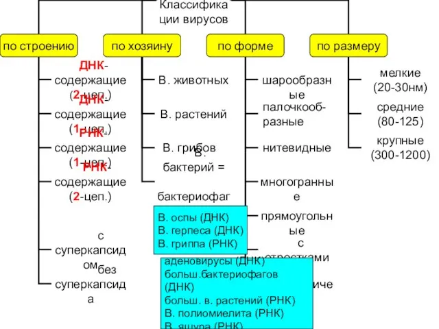 аденовирусы (ДНК) больш.бактериофагов (ДНК) больш. в. растений (РНК) В. полиомиелита (РНК) В. ящура (РНК)