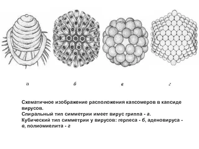 Схематичное изображение расположения капсомеров в капсиде вирусов. Спиральный тип симметрии имеет вирус