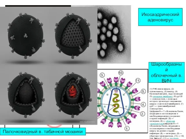 Икосаэдрический аденовирус Палочковидный в. табачной мозаики Шарообразный облочечный в. ВИЧ (1) РНК-геном
