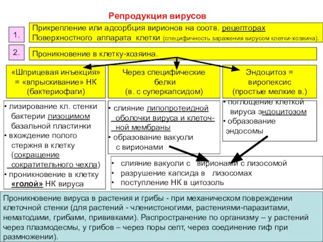 Репродукция вирусов Прикрепление или адсорбция вирионов на соотв. рецепторах Поверхностного аппарата клетки