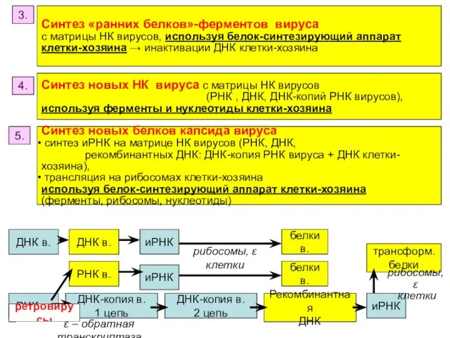 3. Синтез «ранних белков»-ферментов вируса с матрицы НК вирусов, используя белок-синтезирующий аппарат