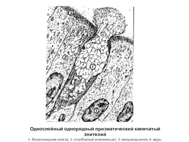 Однослойный однорядный призматический каемчатый эпителий 1- бокаловидная клетка, 2- столбчатый эпителиоцит, 3- микроворсинки, 4- ядро.