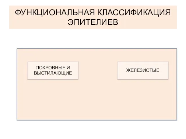 ФУНКЦИОНАЛЬНАЯ КЛАССИФИКАЦИЯ ЭПИТЕЛИЕВ ЖЕЛЕЗИСТЫЕ ПОКРОВНЫЕ И ВЫСТИЛАЮЩИЕ